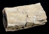 Blue Forest Petrified Wood Limb Section - / lbs #3280-3